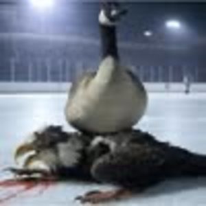 Meet your Posher, Pat